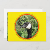 Briefkaart - Goose Portret (Voorkant / Achterkant)