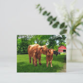 briefkaart "Gracie & her Calf" (Staand voorkant)