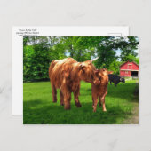 briefkaart "Gracie & her Calf" (Voorkant / Achterkant)