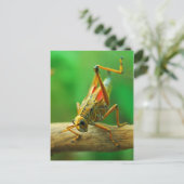 Briefkaart Grasshout (Staand voorkant)