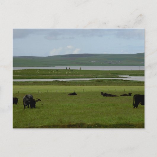 Briefkaart Grazing Orkney (Voorkant)