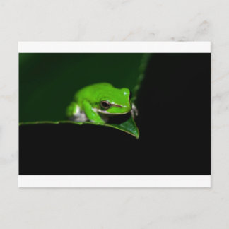 Briefkaart - Groene boomkikker op een bladrand