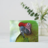Briefkaart Groene Cheek Conure (Staand voorkant)