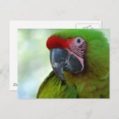 Briefkaart Groene Cheek Conure (Voorkant / Achterkant)