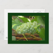 briefkaart groene druiven (Voorkant / Achterkant)