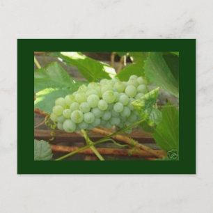 briefkaart groene druiven