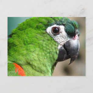 Briefkaart Groene papegaai