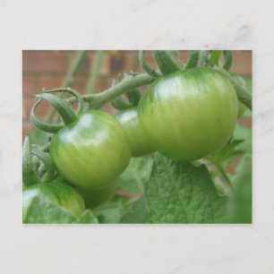 Briefkaart groene tomaten