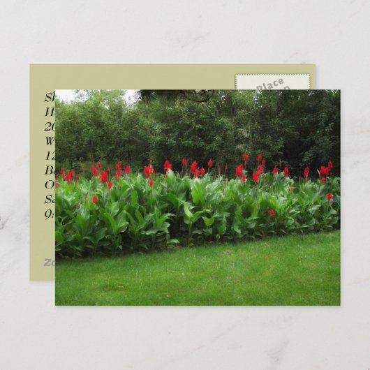 BRIEFKAART ~ GROENHOUSE PLANTEN GARDEN OPEN BEDRIJ (Voorkant / Achterkant)