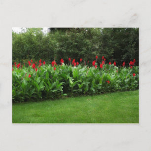 BRIEFKAART ~ GROENHOUSE PLANTEN GARDEN OPEN BEDRIJ