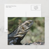 Briefkaart: grote hagedis briefkaart (Voorkant / Achterkant)