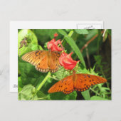 Briefkaart Gulf Fritillary Duo (Voorkant / Achterkant)