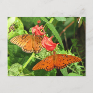 Briefkaart Gulf Fritillary Duo