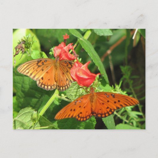 Briefkaart Gulf Fritillary Duo (Voorkant)