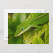 Briefkaart hagedis 01 (Voorkant / Achterkant)