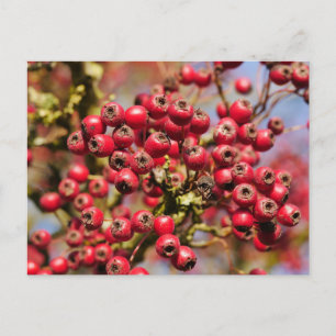 Briefkaart Hawthorn Berries