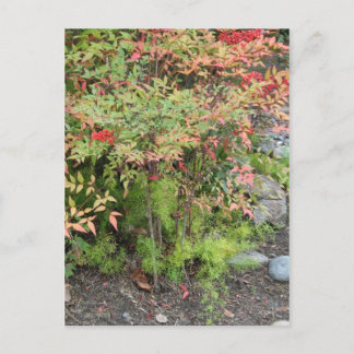 Briefkaart Heavenly Bamboo en Asparagus Fern