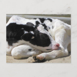 Briefkaart, Heifer, Baby-koeienfotografie Briefkaart