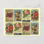 Briefkaart Heirloom Rozen Roos cultuuradvertentie (Voorkant)