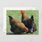 Briefkaart, Hen Sisters Briefkaart (Voorkant / Achterkant)