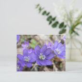 Briefkaart: Hepatica (liverleaf) Briefkaart (Staand voorkant)