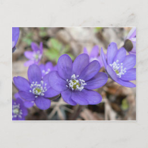 Briefkaart: Hepatica (liverleaf) Briefkaart