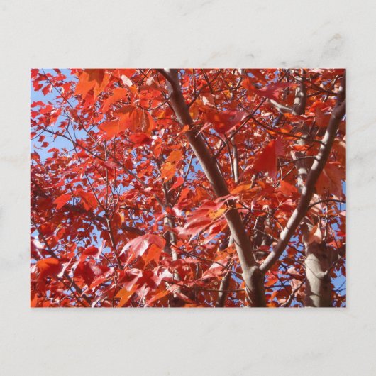 Briefkaart herfst. (Voorkant)