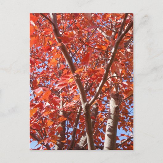Briefkaart herfst. (Voorkant)