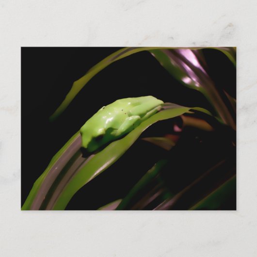 briefkaart "Hiding in Plain Sight" (Voorkant)