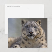 Briefkaart Himalayan Prince (Voorkant / Achterkant)
