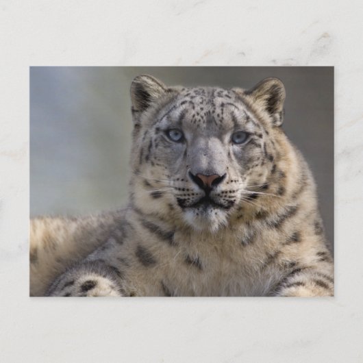 Briefkaart Himalayan Prince (Voorkant)