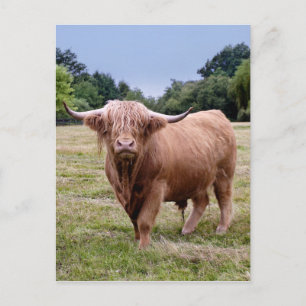Briefkaart hobbykoeien