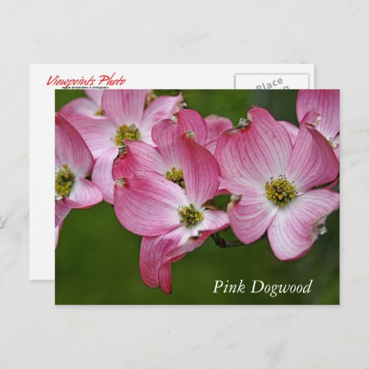 Briefkaart: Horizontaal Dogwood Briefkaart (Voorkant / Achterkant)