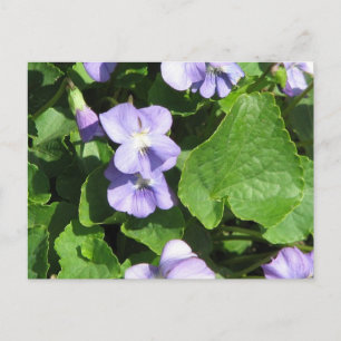 Briefkaart horizontale Sjabloon - Gepersonaliseerd