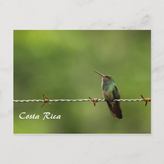 Briefkaart Hummingbird Costa Rica (Voorkant)