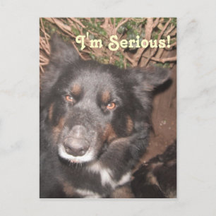 Briefkaart Husky Collie Cross