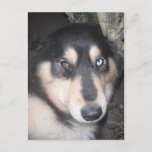 Briefkaart Husky One Blue Eye One Brown Eye