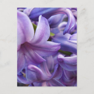 Briefkaart Hyacinth Flowers