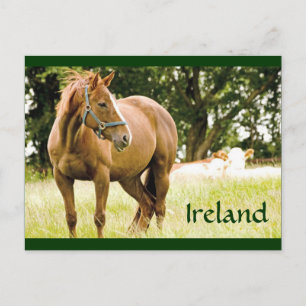 Briefkaart Ierland (paarden in het veld)