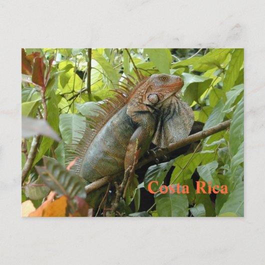 Briefkaart Iguana Costa Rica (Voorkant)
