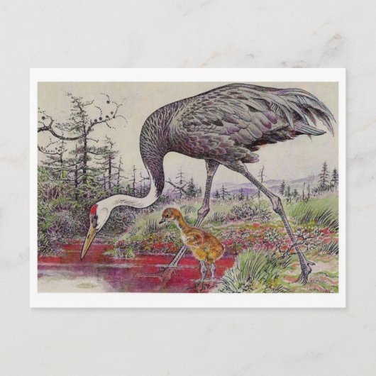 Briefkaart  illustratie (Voorkant)