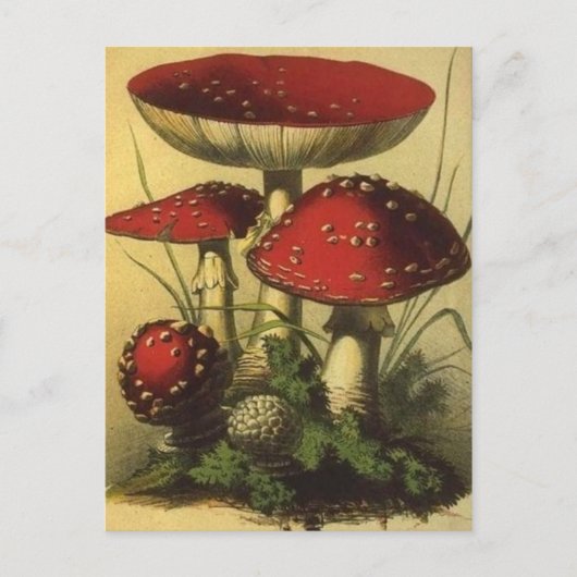 Briefkaart illustratie (Voorkant)