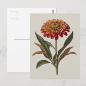 Briefkaart illustratie van een Zinnia (Voorkant / Achterkant)