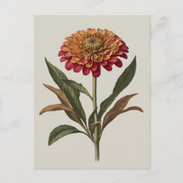 Briefkaart illustratie van een Zinnia