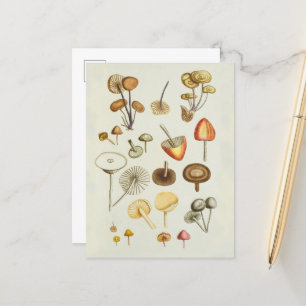Briefkaart / illustratie van paddenstoelen