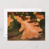 Briefkaart in de herfst van eiken bladeren (Voorkant / Achterkant)