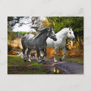 briefkaart "In van de weide"