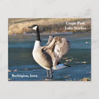 Briefkaart, Iowa, Burlington, Crapo Park, Goose Briefkaart