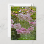 Briefkaart Japanse Cherry Blossom (Voorkant / Achterkant)