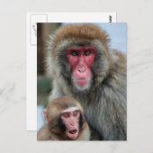 Briefkaart Japanse Macaque-apen (Voorkant / Achterkant)